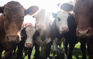 Going vegan – for January and beyond