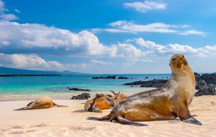 Animals of the Galapagos Islands.